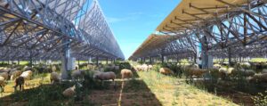 ENGIE aplica el pastoreo en la planta termosolar de HEINEKEN España en el marco de su compromiso con la sostenibilidad y la protección del entorno